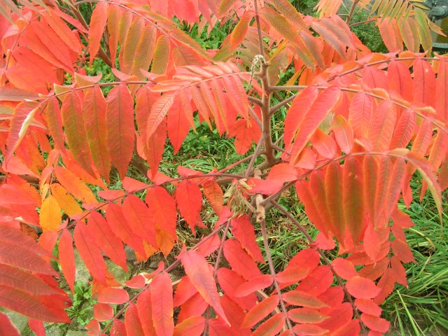 MINOLTA DIGITAL CAMERA